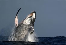 Rola wielonienasyconych kwasów tłuszczowych w ochronie skóry przed działaniem szkodliwych czynników