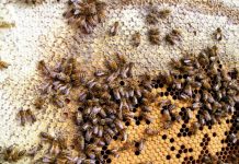 Teoretyczny model synergizmu w oddziaływaniu metyloglioksalu i witaminy C