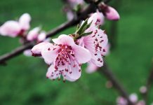 Sztuka perfumerii – o substancjach zapachowych