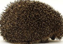 Mezoterapia igłowa cz. I – włosy mało, rzadko, w dobrze dobrane miejsce…