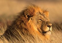 Przeszczepy włosów