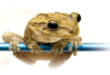 Możliwości autoregeneracji skóry – MEZOTERAPIA MIKROIGŁOWA