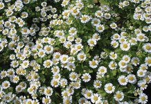 Peeling ziołowy – wybrane zagadnienia