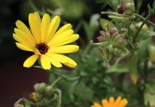 Surowce roślinne w kosmetyce – fitokosmetyki