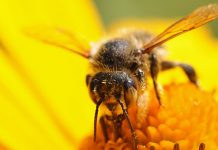 Analiza właściwości miodu pszczelego i jego zastosowanie w dietetyce i kosmetologii