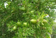 Zastosowanie oleju arganowego w kosmetologii