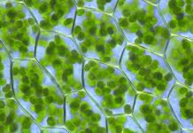 Fitoestrogeny. Wpływ budowy chemicznej i mechanizmów działania hormonów roślinnych na organizm ludzki