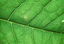 Zmiany naczyniowe i metody ich niwelowania