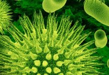 Mikroflora jelitowa a otyłość