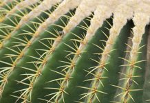 Iniekcyjne techniki stosowane w modelowaniu sylwetki i wspomagające procesy odchudzania