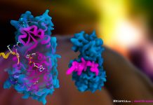 Sirtuiny – enzymy długowieczności?