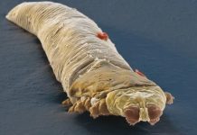 Nużeniec. Kłopotliwy pasożyt