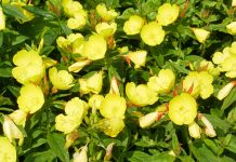 Wpływ oleju z wiesiołka na skórę, ze szczególnym uwzględnieniem działania kwasu gamma-linolenowego (GLA)