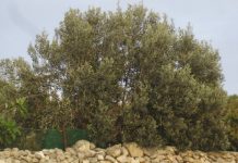 Właściwości oraz kosmetyczne zastosowanie oliwy z oliwek jako produktu bogatego w substancje biologicznie czynne