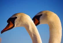 Gra wstępna. Przyjemność czy smutny obowiązek?