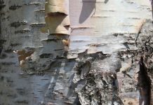 Biologiczna aktywność betuliny i zastosowanie w kosmetyce