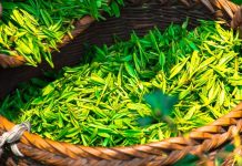 Wykorzystanie liści krzewu herbacianego w przemyśle spożywczym i kosmetycznym