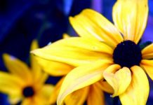 Sezonowe zmiany stężenia witaminy D i ich wpływ na jej suplementację