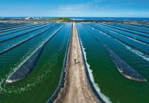 Substancje aktywne pozyskiwane z alg oraz ich zastosowanie w kosmeceutykach