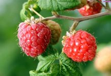 Właściwości oleju z pestek malin wykorzystywane w kosmetyce