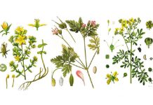 Przegląd surowców roślinnych o działaniu fotouczulającym i fototoksycznym