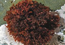 Surowce kosmetyczne pochodzenia morskiego w talasoterapii