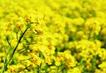 Właściwości oraz zastosowanie fosfatydylocholiny roślinnej w medycynie, farmacji i kosmetologii