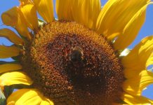 Wiedza społeczeństwa na temat roli witaminy D3 oraz konieczności monitorowania stężenia jej metabolitu we krwi