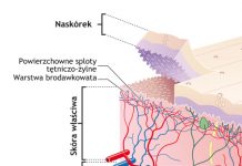 Pigmentacja kiedyś a dziś. Cz. I Budowa skóry i jej funkcje