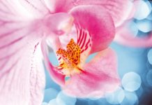 Znak zapachowy marki… czyli miejsca, do których chętniej wracają klienci