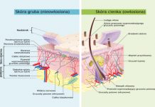 Mechanizmy i metody przenikania substancji czynnych przez barierę lipidową skóry