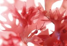 Możliwości wykorzystania glonów i składników z nich pozyskiwanych w przemyśle kosmetycznym