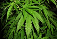 Zastosowanie oleju konopnego w kosmetologii