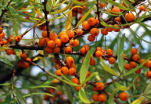 Zastosowanie oleju z rokitnika w kosmetologii