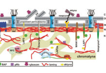 Progeryna jako czynnik fizjologicznego i przedwczesnego starzenia się skóry