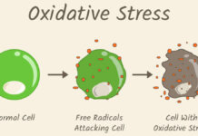 Udział wolnych rodników w procesie starzenia się skóry