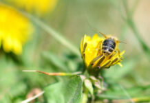 Zastosowanie jadu pszczelego w kosmetologii