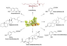Charakterystyka i zastosowanie spilantolu w kosmetologii