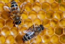 Zastosowanie produktów pszczelich w kosmetologii i dermatologii