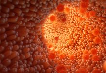 Akkermansia muciniphila – mała bakteria do zadań specjalnych