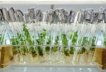 Betulina – zastosowanie w dermatologii i kosmetologii