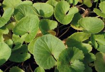 Wąkrota azjatycka i jej zastosowanie w kosmetologii