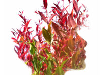 Czynniki hormonalne wpływające na starzenie skóry i efektywność zabiegów anti-aging