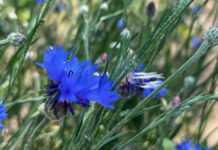 Właściwości nawilżające ekstraktu z chabra bławatka(Centaurea cyanus L.). Opis przypadku