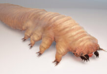 Nużeniec. Rola w mikrobiomie skóry i terapii trądziku różowatego