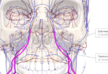 Anatomia twarzy – klucz do bezpiecznego i skutecznego wykonywania zabiegów estetycznych