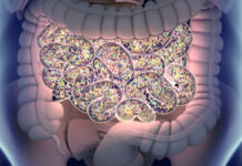 Sekret młodości tkwi w jelitach