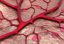 Mikrokrążenie– znaczenie dla regeneracji organizmu i zdrowego wyglądu