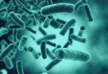 Akkermansia muciniphila – nowa perspektywa w prewencji i terapii chorób metabolicznych oraz starzenia się