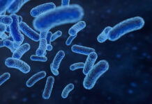 Właściwości przeciwstarzeniowe szczepu probiotycznego Lactobacillus plantarum ATCC 8014. Doniesienie wstępne